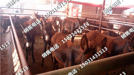 驢苗價(jià)格