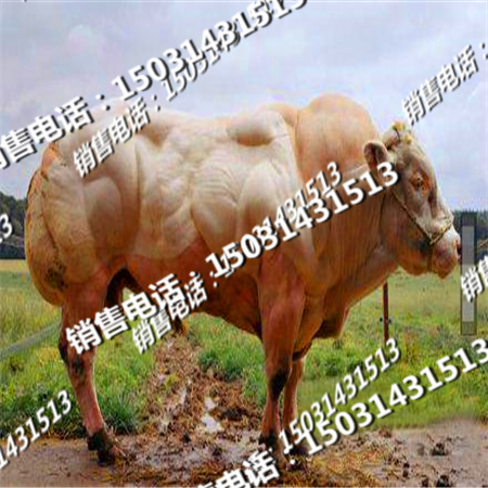 肉牛犢品種